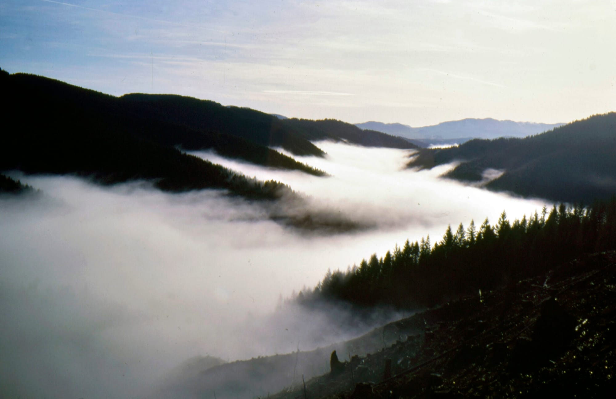 Gov. Tina Kotek picks Nevada state forester as first woman to lead Oregon Forestry Department