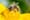 Bee school offered by county group