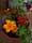 Gales Creek Garden Club hosts plant sale Wednesday