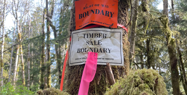 State forestry officials face backlash over Astoria timber sales, board member resigns in wake