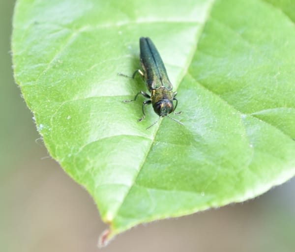 Fire danger rises, insect plagues, high temperatures and in lighter news, a car show in Forest Grove | July 11, 2025