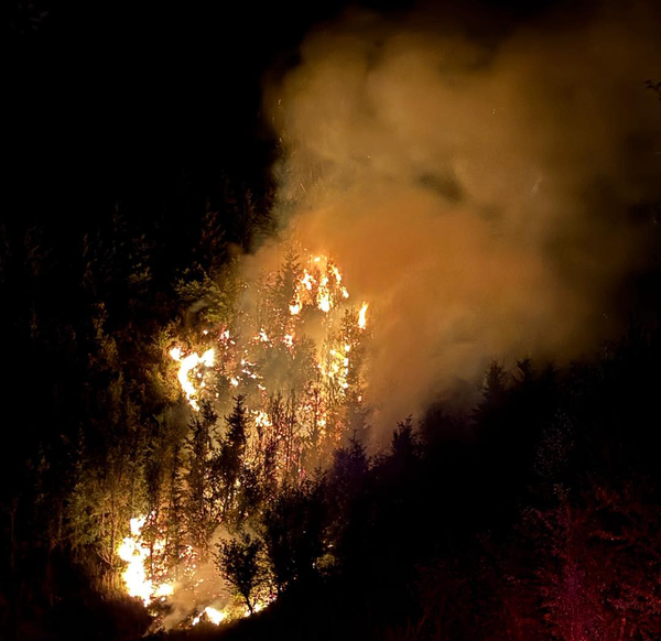 Five firearm-related fires in forest has Forest Grove forestry officials urging fire safety